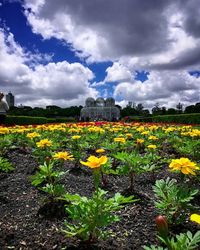 Yellow flowers growing on field against sky