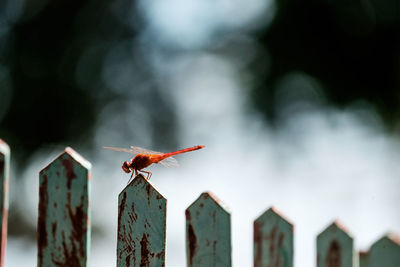 Close-up of grasshopper on wooden post