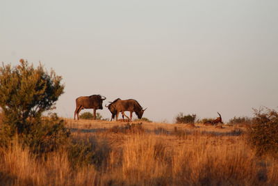 Horses in a field