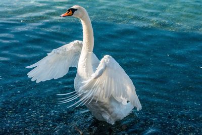 Close-up of swan swimming in lake