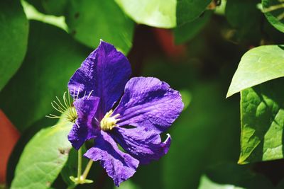 Close-up of purple flower blooming outdoors