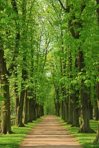 Footpath amidst trees in forest