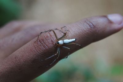 Close-up of ladybug on hand