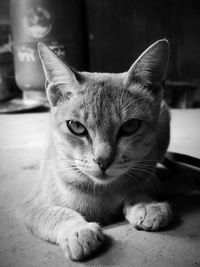 Close-up portrait of a cat