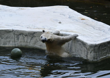 View of horse in lake during winter
