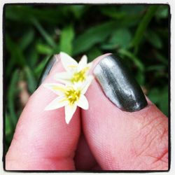 Close-up of flowers