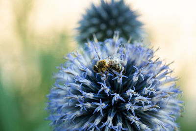 Close-up of bee pollinating on flower