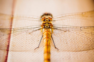 Close-up of dragonfly