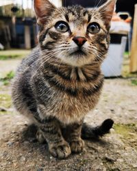 Close-up portrait of a cat