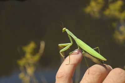 Close-up of mantis on hand