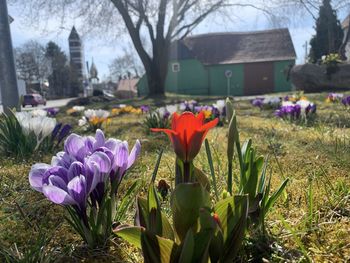 Close-up of purple crocus flowers on field