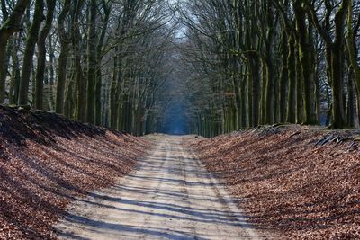 Narrow road along trees