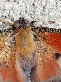 Close-up of spider