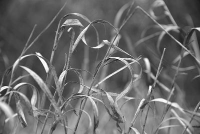 Close-up of leaves