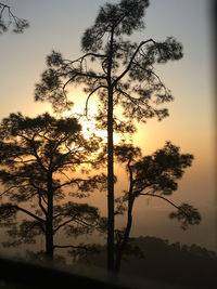 Low angle view of silhouette tree against sky during sunset