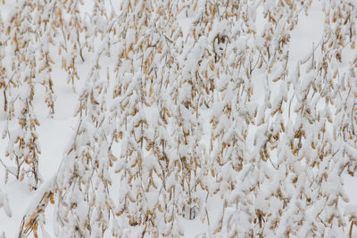 Soybeans covered with snow.