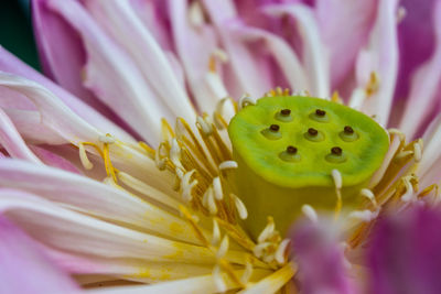 Extreme close-up of yellow flower