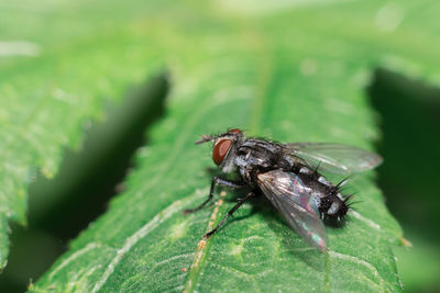 Close-up of housefly on leaf