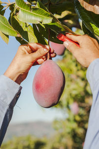 Close-up of hand holding fruit