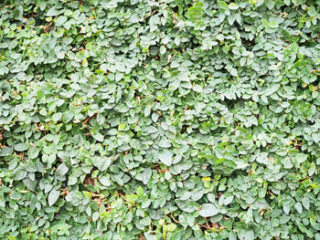 Full frame shot of ivy growing on land