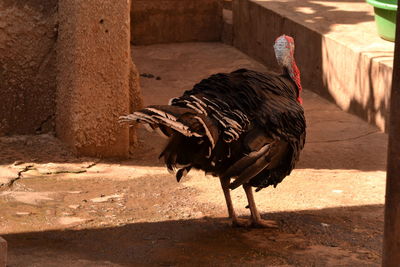 Close-up of rooster