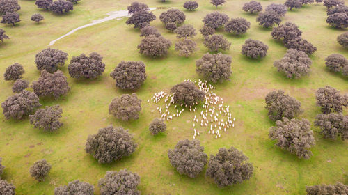 High angle view of sheep on field