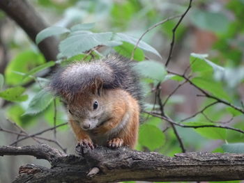 Close-up of squirrel on tree