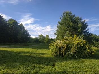 Scenic view of trees growing on field against sky