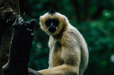 Close-up portrait of monkey sitting on tree