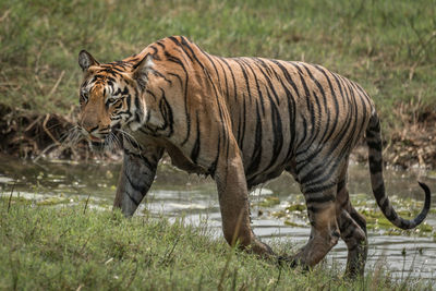 Tiger in the wild