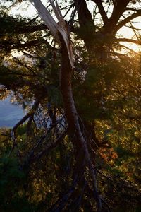 Low angle view of trees in forest