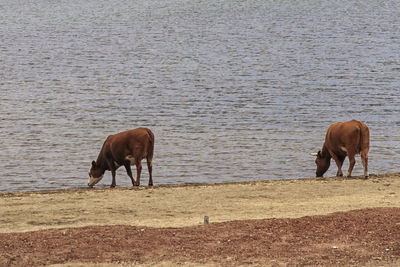 Horses grazing on shore