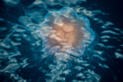 Close-up of jellyfish swimming in sea