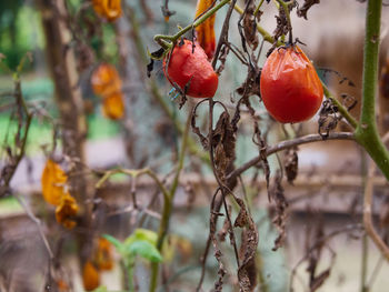 Close-up of red berries growing on tree