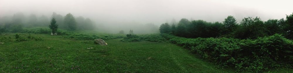 Green field against foggy sky