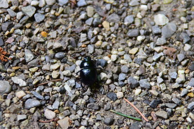 Close-up of insect