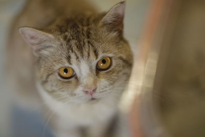 Close-up portrait of a cat