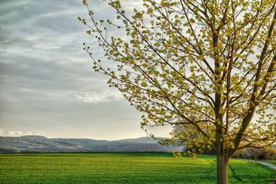 Scenic view of field against sky