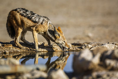 Fox standing on rock