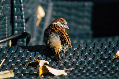 Close-up of bird perching on wood