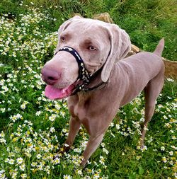 Dog standing on field