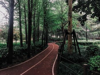 Road passing through forest