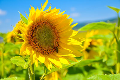 Close-up of sunflower on field against sky