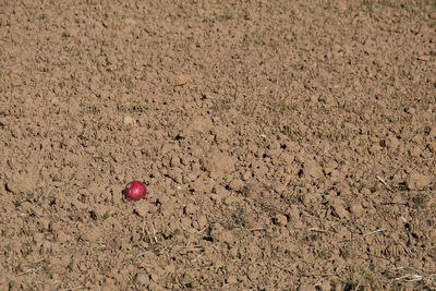 Close-up of strawberry