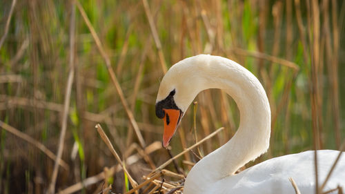 Close-up of swan