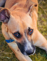 Close-up portrait of dog on field