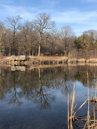 Reflection of bare trees in lake