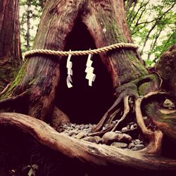 Close-up of tree trunk in forest