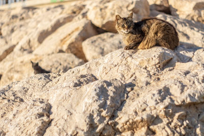 Close-up of meerkat on rock