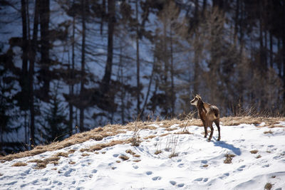 Dog on snow covered land